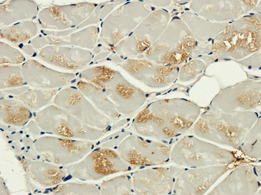 FOXO3A Rabbit Polyclonal Antibody
