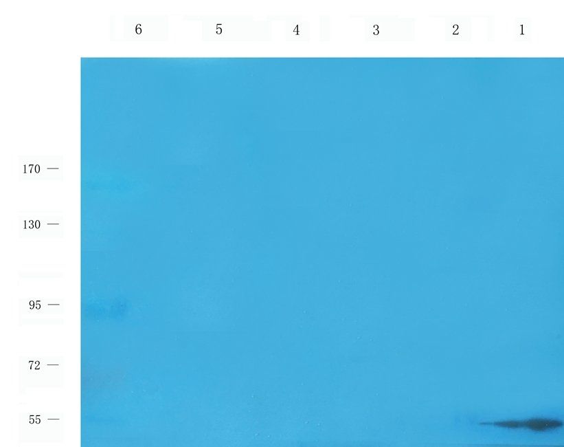 FOXO3A Rabbit Polyclonal Antibody