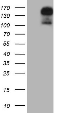 FOXP1 Antibody