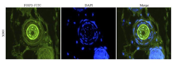 FOXP3 Rabbit Polyclonal Antibody (FITC)