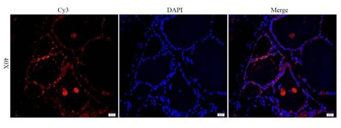 FOXP3 Rabbit Polyclonal Antibody