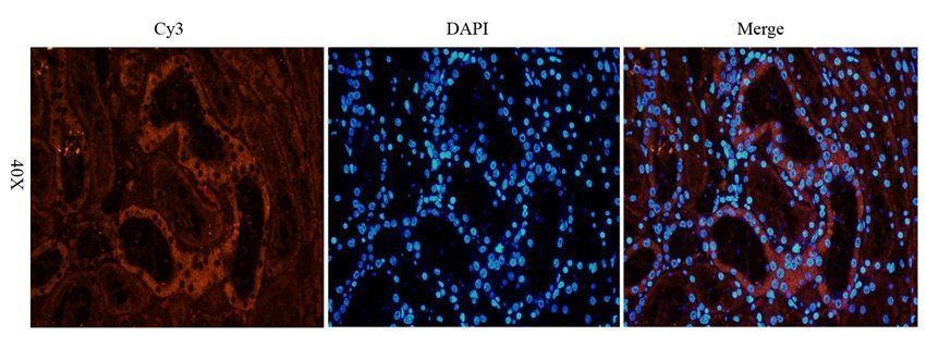 FPR1 Rabbit Polyclonal Antibody