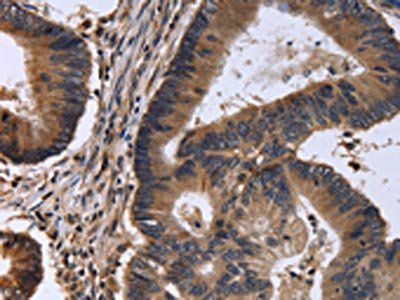 FSTL1 Antibody