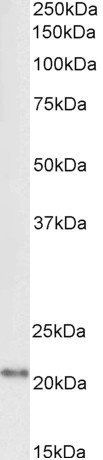 FTL, Biotinylated Antibody