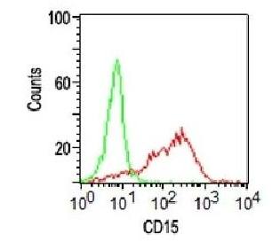 FUT4 Antibody