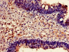 FXR1 Antibody