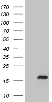 FYCO1 Antibody