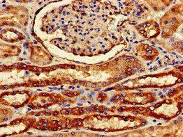 FZD1 Antibody
