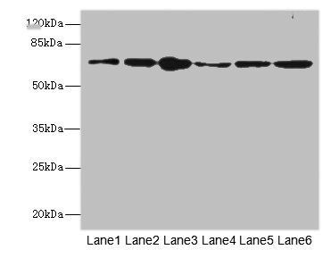 FZD3 Antibody