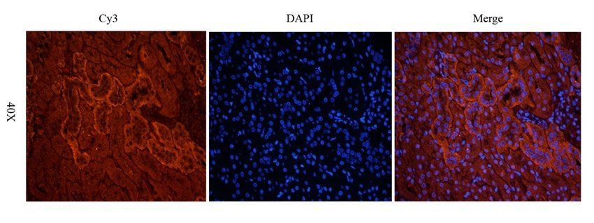 FZD9 Rabbit Polyclonal Antibody