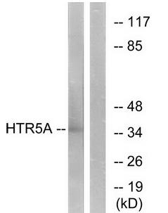 HTR5A Antibody
