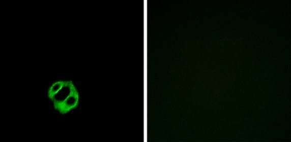 CCR7 Antibody