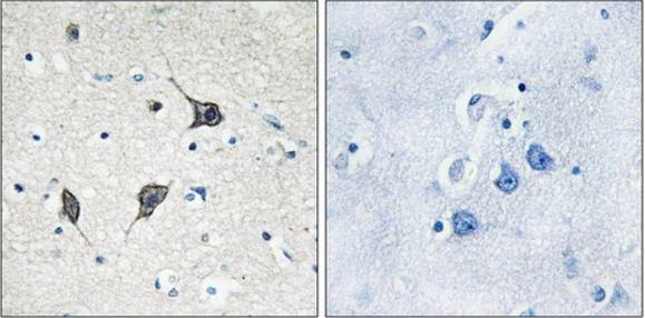GPR20 Antibody