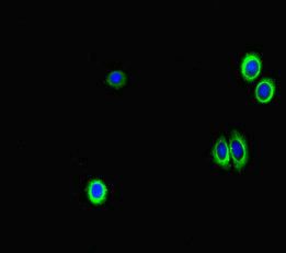 GAA Antibody