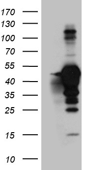 GABA A Receptor alpha 5 Antibody