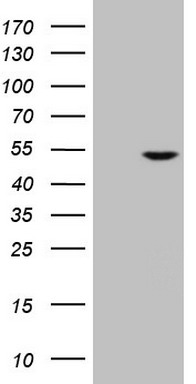 GABA A Receptor alpha 5 Antibody