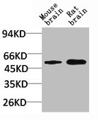 GABRA2 Antibody