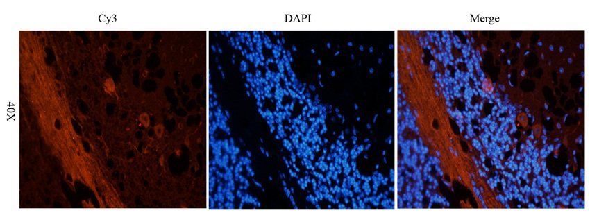 Gad1 Rabbit Polyclonal Antibody