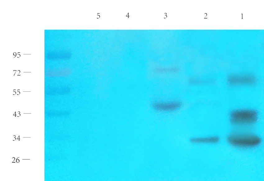 Gad1 Rabbit Polyclonal Antibody