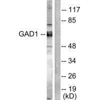 GAD2 Antibody