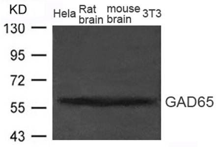 GAD65 (GAD2) Antibody