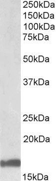GAL Antibody
