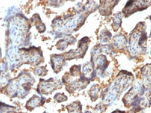 LGALS13 Antibody