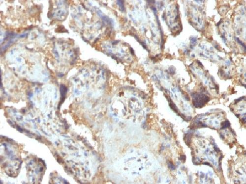 LGALS13 Antibody
