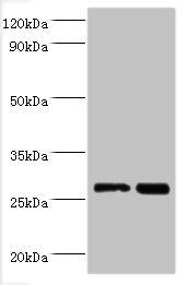 LGALS3 Antibody