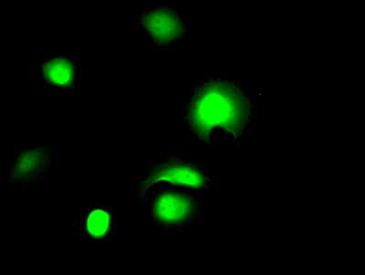 LGALS3 Antibody