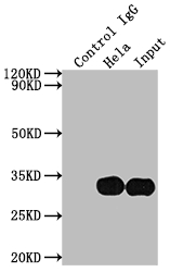 LGALS3 Antibody
