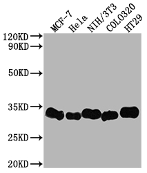 LGALS3 Antibody