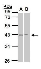 galanin receptor 2 Antibody