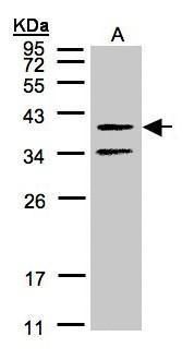 galanin receptor 2 Antibody