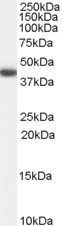 GALR2 Antibody