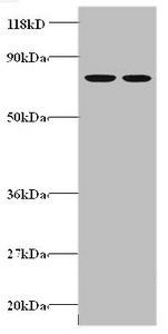 GABARAP Antibody