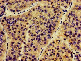 GAPDH Antibody