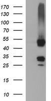 GAPDHS Antibody