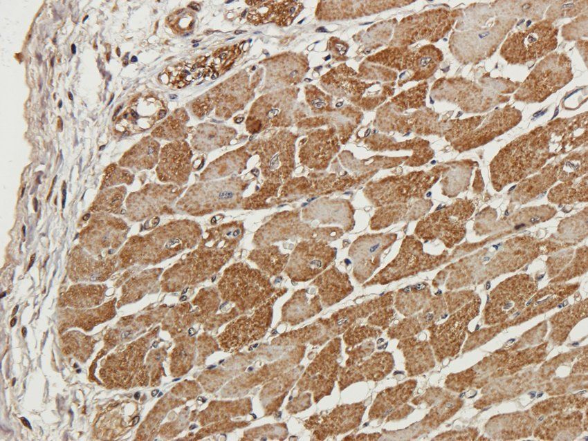 GAS6 Rabbit Polyclonal Antibody