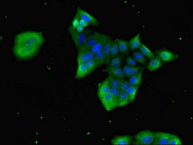 GRP Antibody