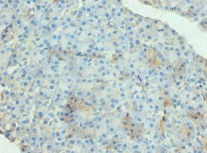GRP Antibody
