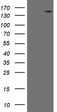 GATA3 Antibody