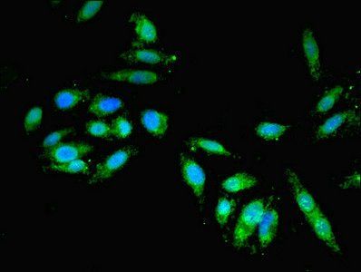 GBF1 Antibody