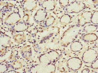 GBF1 Antibody