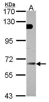BZW2 Rabbit Polyclonal Antibody