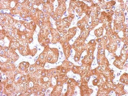 GCP2 Rabbit Polyclonal Antibody