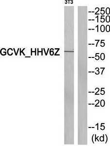 GCVK_HHV6Z Antibody