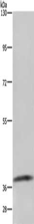 GDF3 Antibody