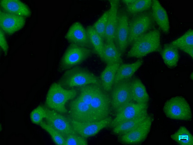 GDF3 Antibody