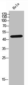 GDF7 Antibody
